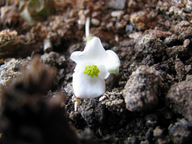 Обои картинки фото цветы