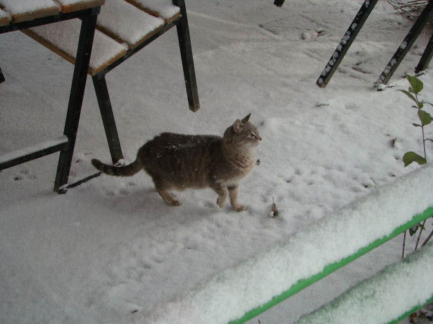 Обои картинки фото животные, коты