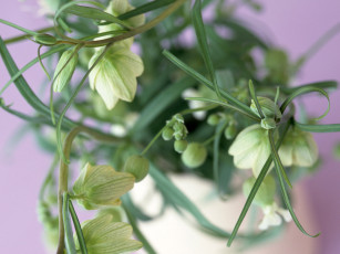 Картинка цветы