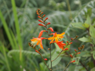 Картинка цветы