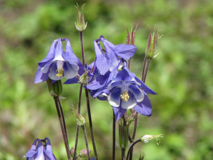 Картинка цветы аквилегия водосбор