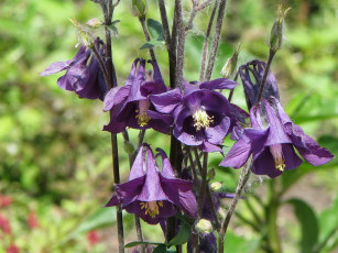 Картинка цветы аквилегия водосбор