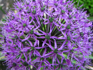 Картинка цветы аллиум декоративный лук