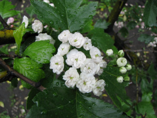 Картинка цветы цветущие деревья кустарники