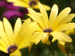 Картинка цветы диморфотеки