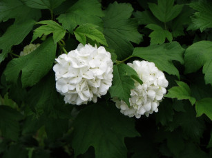 обоя цветы, гортензия