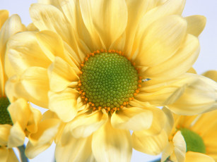 Картинка цветы хризантемы