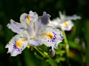 Картинка цветы ирисы