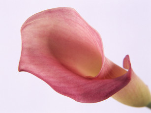 Картинка цветы каллы