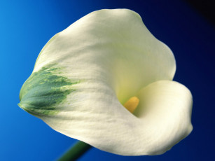 Картинка цветы каллы