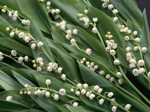 Картинка цветы ландыши