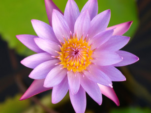 Картинка цветы лилии водяные нимфеи кувшинки