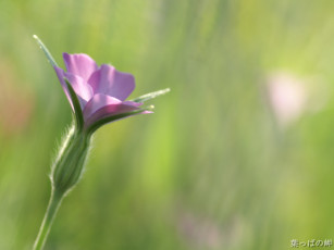 Картинка цветы луговые полевые