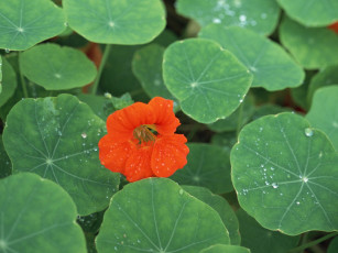 Картинка цветы настурции