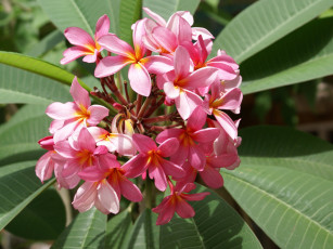 Картинка цветы плюмерия