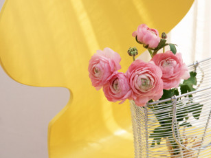 Картинка цветы ранункулюс азиатский лютик