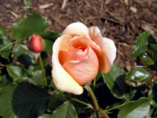 Картинка цветы розы