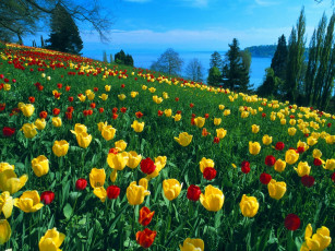 Картинка цветы тюльпаны