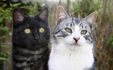 Картинка животные коты