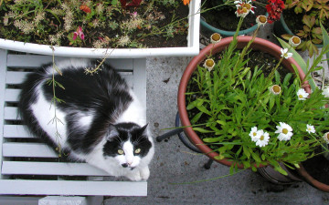 Картинка животные коты