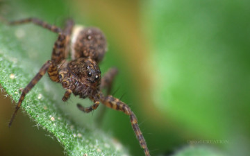 Картинка животные пауки