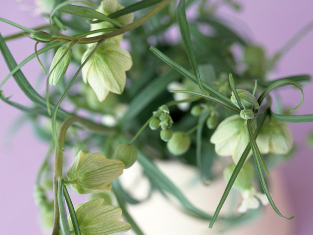 Обои картинки фото цветы