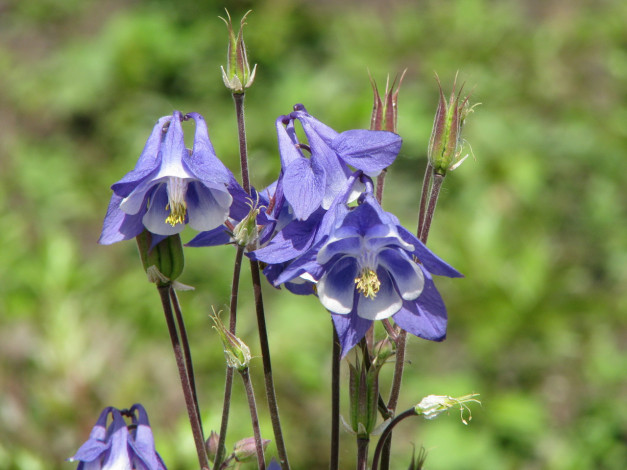 Обои картинки фото цветы, аквилегия, водосбор