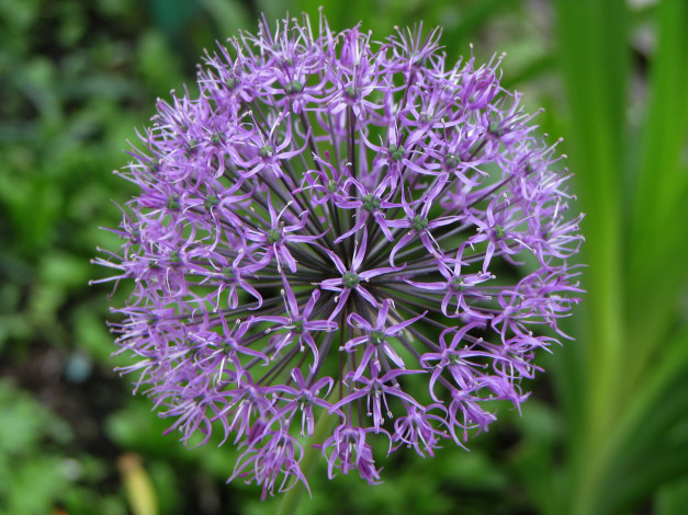 Обои картинки фото цветы, аллиум, декоративный, лук