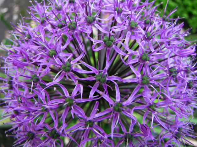 Обои картинки фото цветы, аллиум, декоративный, лук