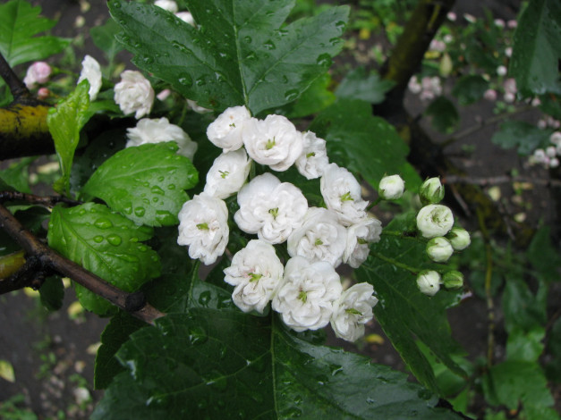 Обои картинки фото цветы, цветущие, деревья, кустарники