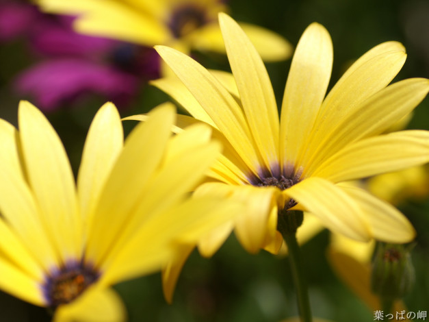 Обои картинки фото цветы, диморфотеки