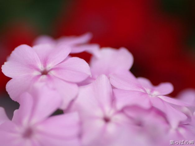 Обои картинки фото цветы, флоксы