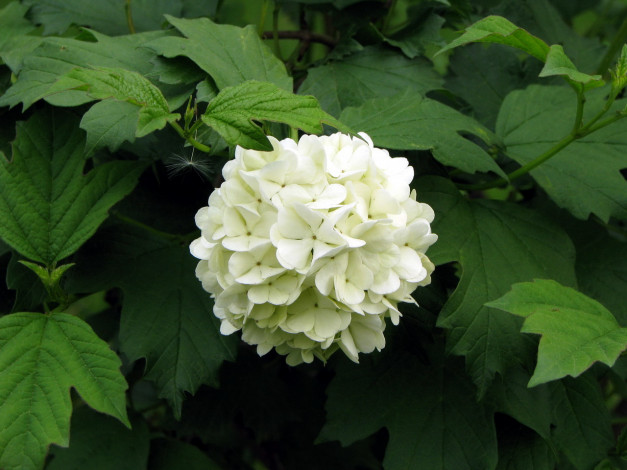 Обои картинки фото цветы, гортензия