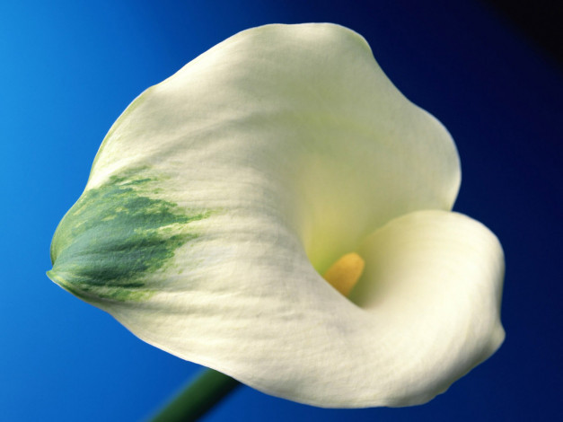 Обои картинки фото цветы, каллы