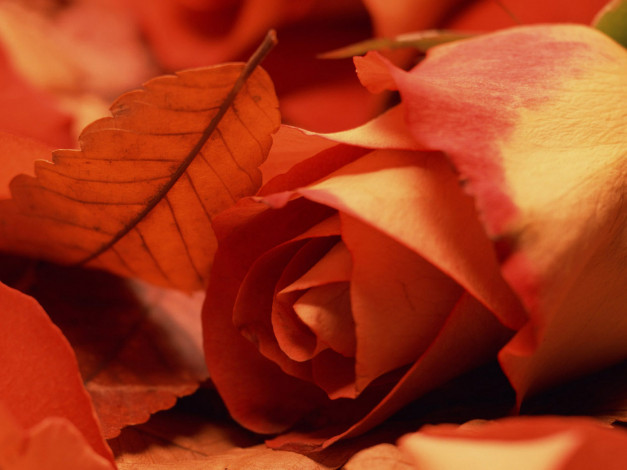 Обои картинки фото цветы, розы