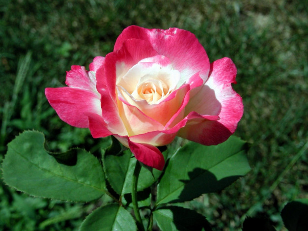 Обои картинки фото цветы, розы