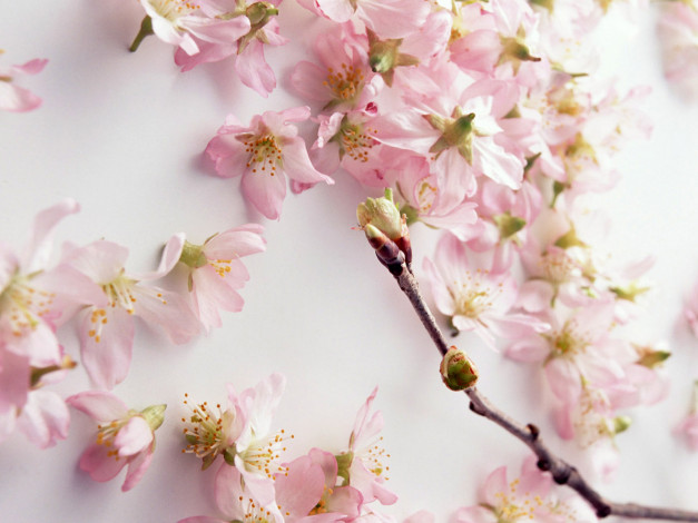 Обои картинки фото цветы, сакура, вишня