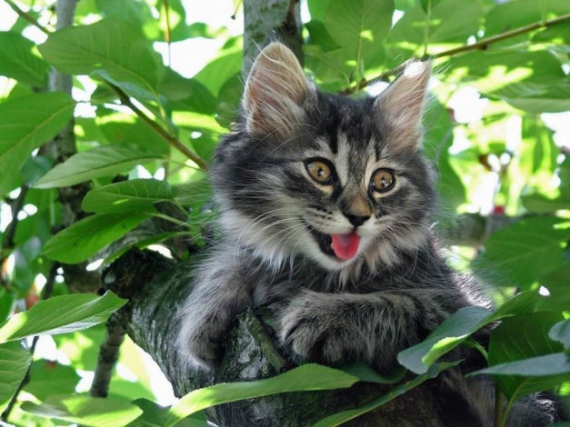 Обои картинки фото животные, коты