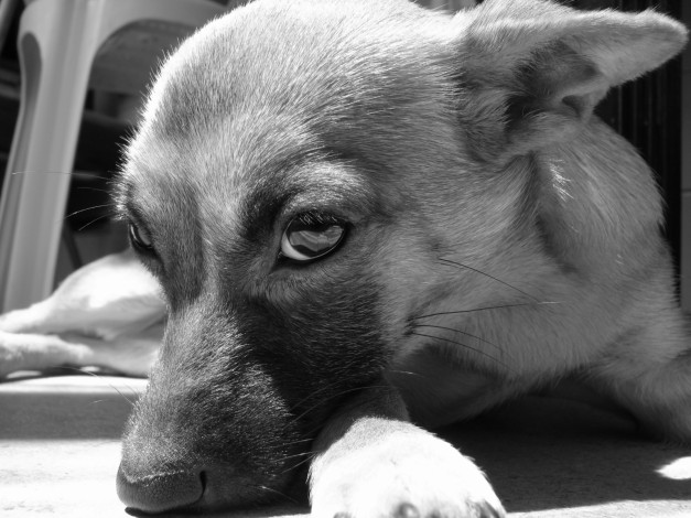 Обои картинки фото животные, собаки