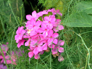 Картинка цветы флоксы