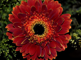 Картинка цветы герберы