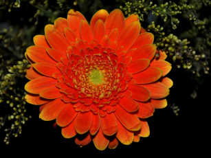 Картинка цветы герберы