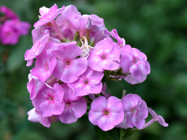 Обои картинки фото цветы, флоксы