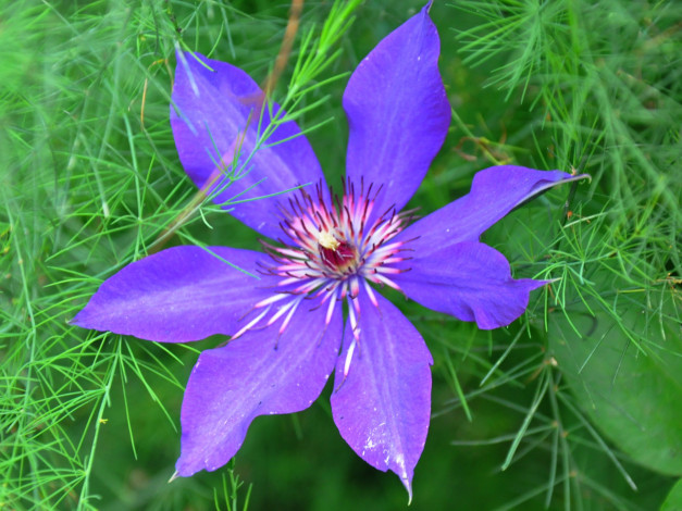 Обои картинки фото цветы, клематис, ломонос