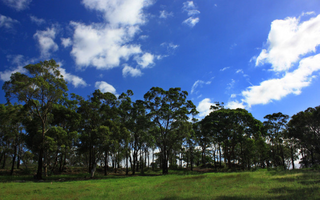 Обои картинки фото природа, деревья