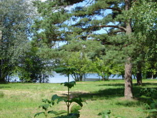 Картинка природа деревья