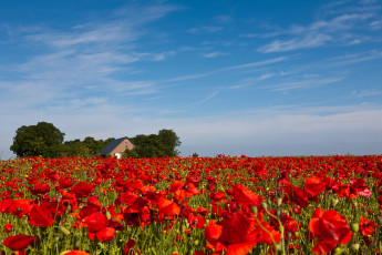 Картинка цветы маки