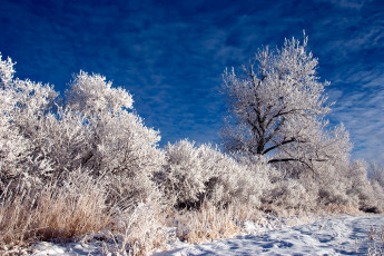 Картинка природа зима деревья снег