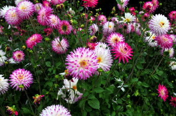 Картинка цветы георгины много разноцветный