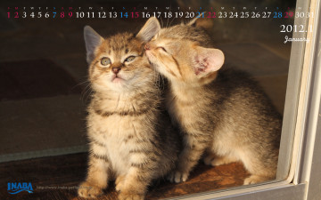 Картинка бренды inaba котенок